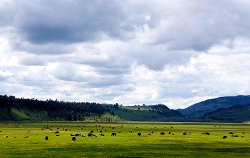 635042846425172875 Đến thăm công viên quốc gia Yellowstone