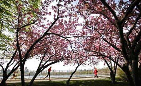 Trải nghiệm 4 mùa trong Công viên Trung tâm (Central Park) New York 635067823267961200 Trải nghiệm 4 mùa trong Công viên Trung tâm (Central Park) New York