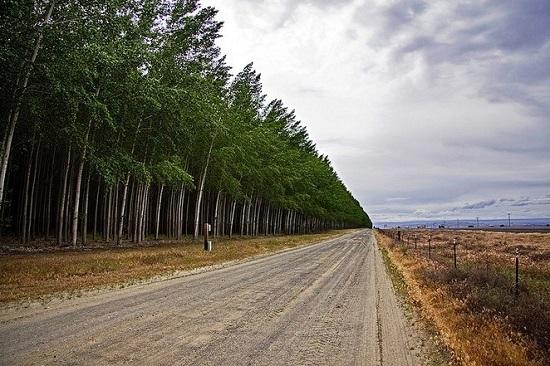 635149859907313130 Đến thăm Rừng dương tuyệt đẹp ở trang trại Boardman, Oregon