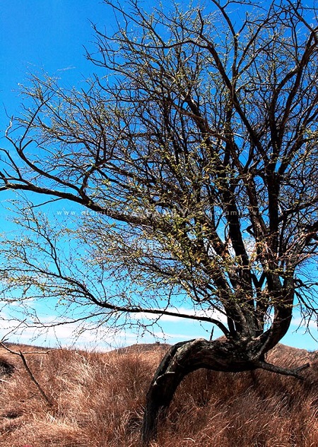 635406646526177870 Đến thăm Đỉnh Kim Cương (Diamond Head) ở Hawaii