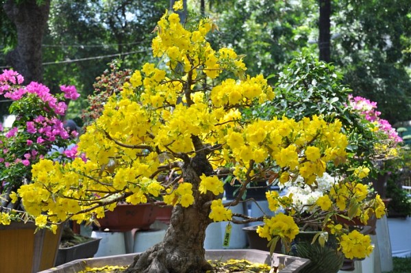 3mai Điểm danh những loài hoa chơi tết mang nhiều ý nghĩa may mắn