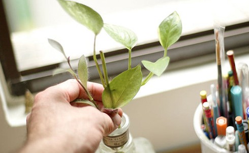 Cách chọn và chăm sóc cây cảnh trong bàn làm việc để giúp bạn có thể đạt nhiều thành công 20150302081154417 e1438240288767 Cách chọn và chăm sóc cây cảnh trong bàn làm việc để giúp bạn có thể đạt nhiều thành công